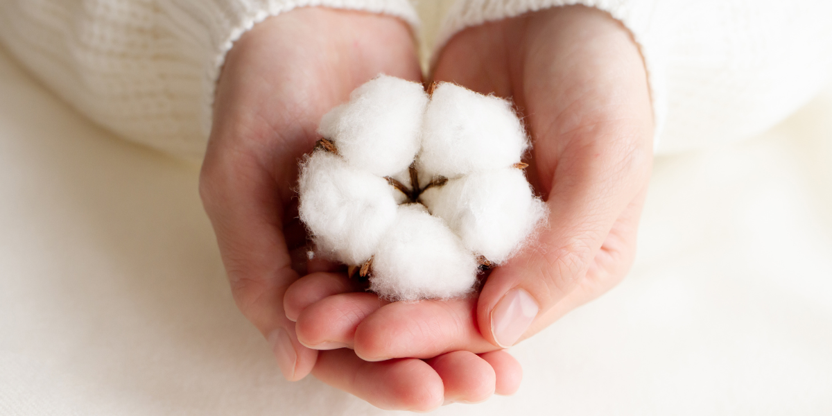 Fiocchi bianchi di cotone nelle mani di una donna